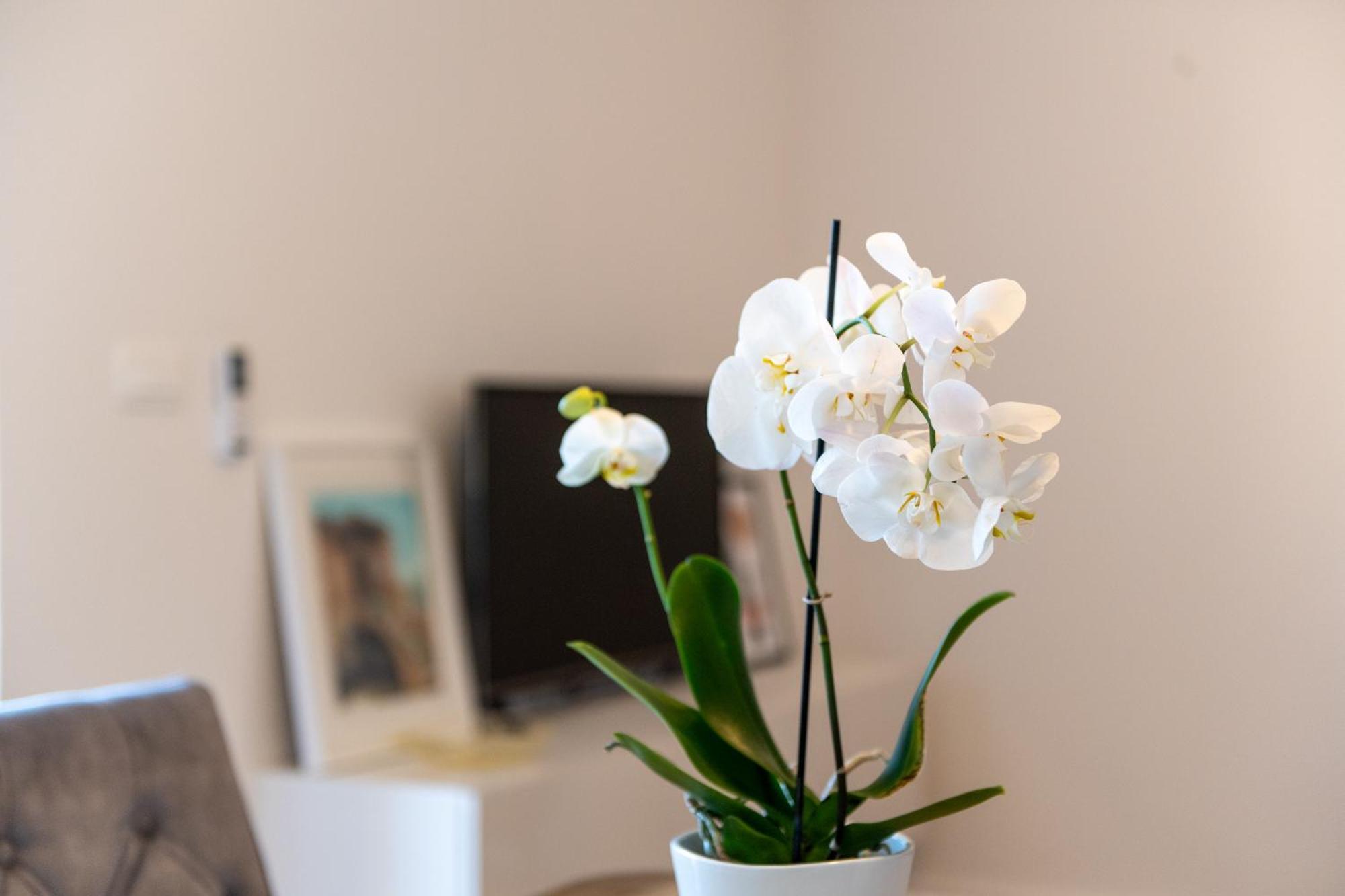 Apartment Ivi Trogir Dış mekan fotoğraf